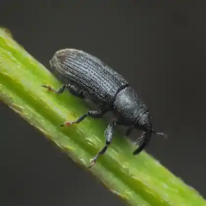 Foto von  (Mecinus pyraster)