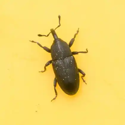 Foto von  (Melanobaris morio)