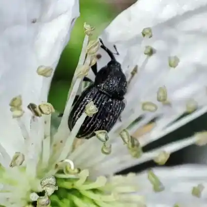 Foto von  (Miarus campanulae)