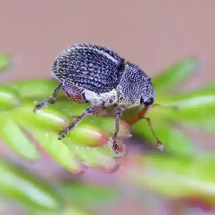 Foto von  (Micrelus ericae)
