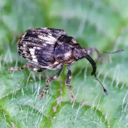 Foto von  (Microplontus campestris)