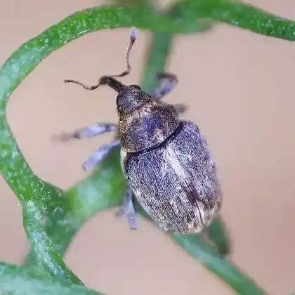 Foto von  (Microplontus rugulosus)