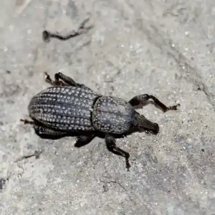 Foto von  (Mitoplinthus caliginosus)
