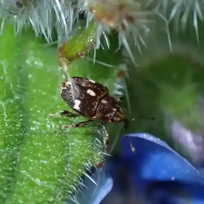 Foto von  (Mogulones asperifoliarum)