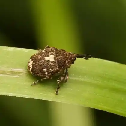 Foto von  (Mogulones crucifer)
