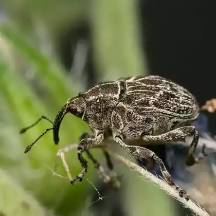 Foto von Landkarten-Raublattrüssler (Mogulones geographicus)