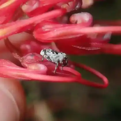 Foto von  (Mogulones larvatus)