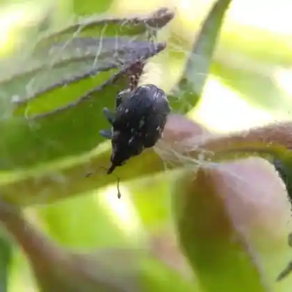 Foto von  (Mogulones pallidicornis)