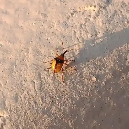 Foto von  (Nanomimus circumscriptus)