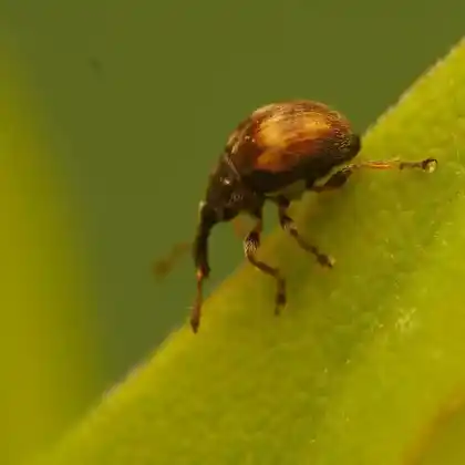 Foto von  (Nanophyes brevis)