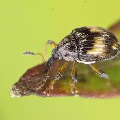 Foto von Marmorierter Zwergrüssler (Nanophyes marmoratus)
