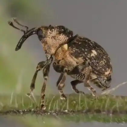 Foto von Schwarzer Brennesselrüssler (Nedyus quadrimaculatus)