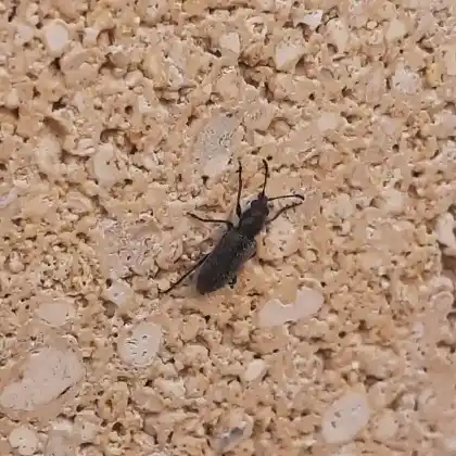 Foto von  (Nemonyx lepturoides)