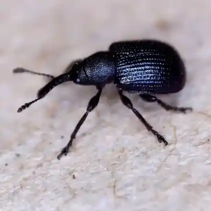 Foto von  (Neocoenorrhinus germanicus)