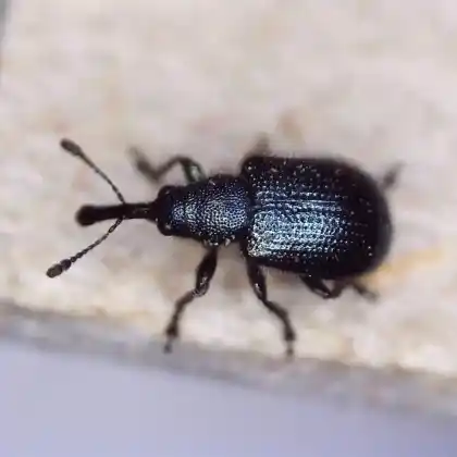 Foto von  (Neocoenorrhinus interpunctatus)