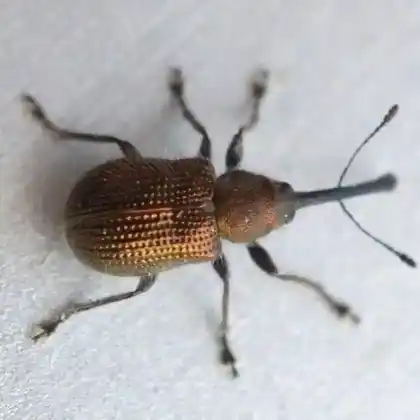 Foto von  (Neocoenorrhinus minutus)