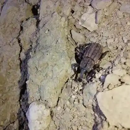Foto von  (Neoplinthus tigratus)