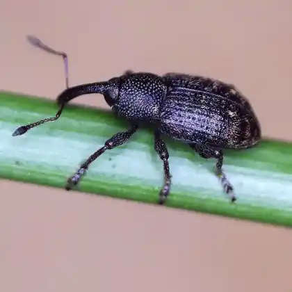 Foto von  (Notaris acridulus)