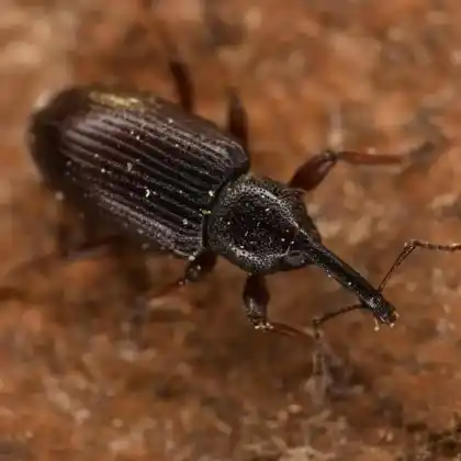Foto von  (Notaris aethiops)