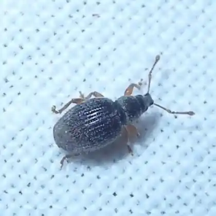 Foto von  (Omiamima mollina)