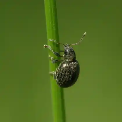 Foto von  (Omias puberulus)