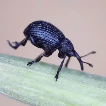 Foto von  (Omphalapion hookerorum)
