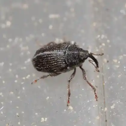 Foto von  (Oprohinus suturalis)