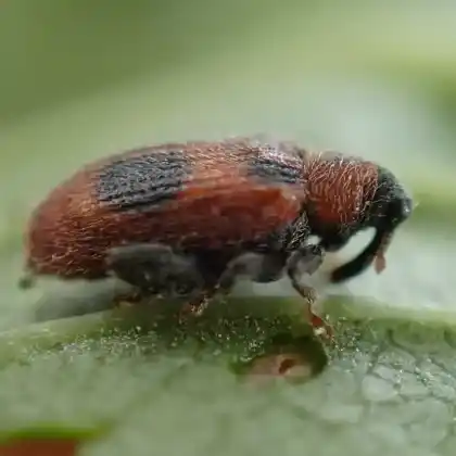 Foto von  (Orchestes alni)