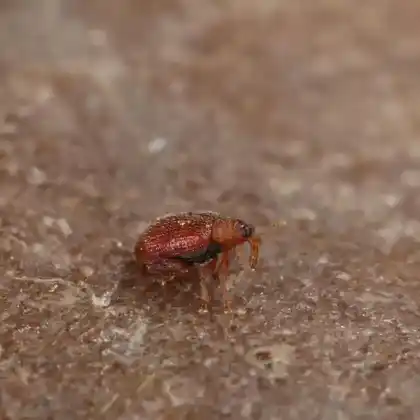 Foto von  (Orchestes betuleti)