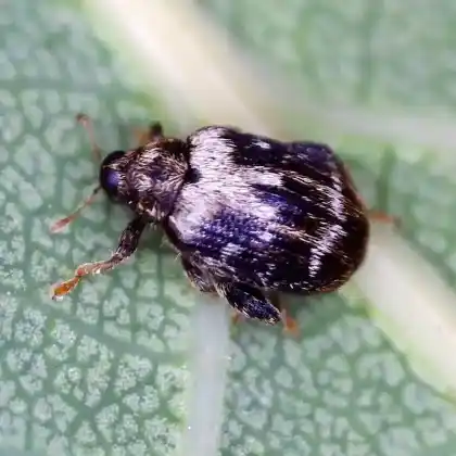 Foto von  (Orchestes hortorum)
