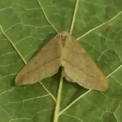 Foto von Ahorn-Rundflügelspanner (Alsophila aceraria)