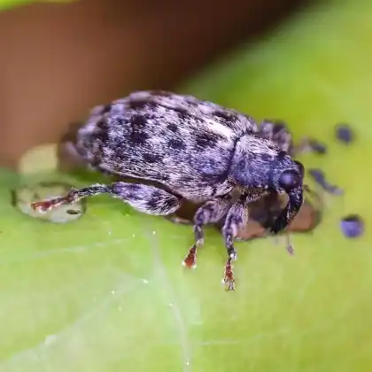 Foto von  (Orchestes pilosus)