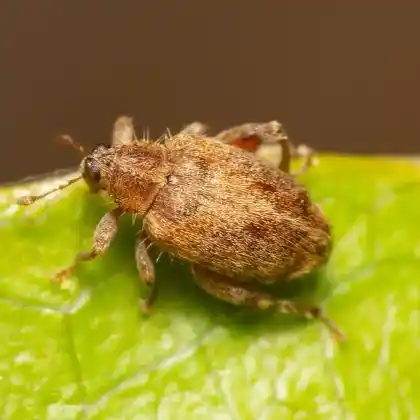 Foto von Rotbrauner Eichen-Springrüssler (Orchestes quercus)
