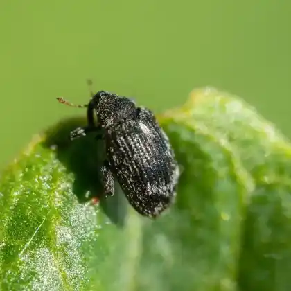 Foto von  (Orchestes rusci)