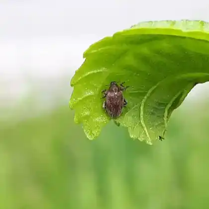 Foto von  (Orchestes testaceus)