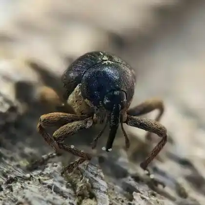 Foto von  (Orobitis cyanea)