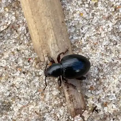 Foto von  (Otiorhynchus atroapterus)