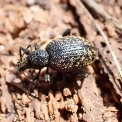Foto von  (Otiorhynchus aurifer)