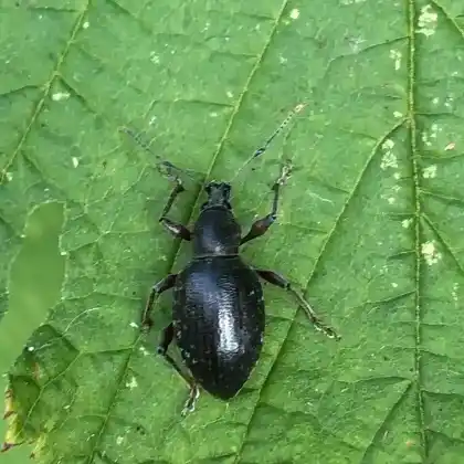 Foto von  (Otiorhynchus clavipes)