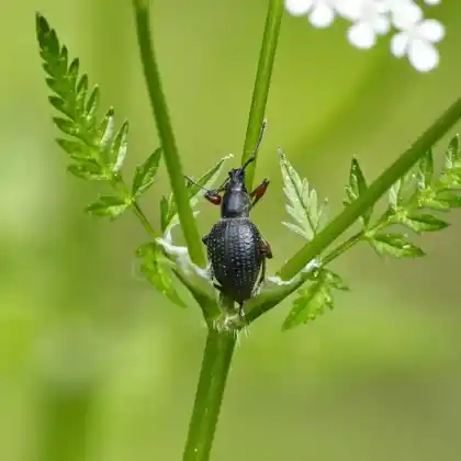 Foto von Schwarzer Fichten-Dickmaulrüssler (Otiorhynchus coecus)
