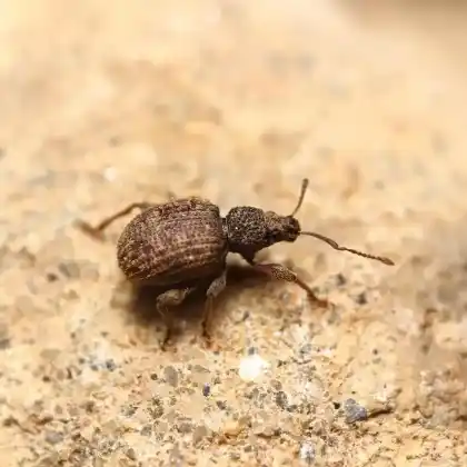 Foto von  (Otiorhynchus crataegi)