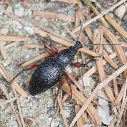 Foto von  (Otiorhynchus fuscipes)