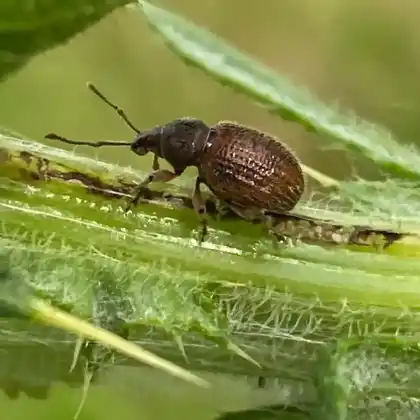 Foto von  (Otiorhynchus indefinitus)