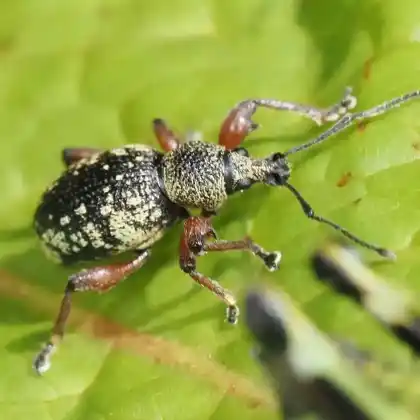 Foto von  (Otiorhynchus lepidopterus)