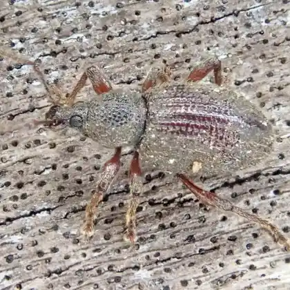 Foto von  (Otiorhynchus ligneus)