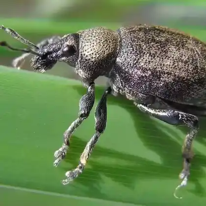 Foto von Luzerne-Dickmaulrüssler (Otiorhynchus ligustici)