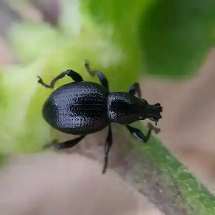 Foto von  (Otiorhynchus lirus)