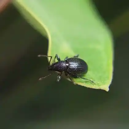Foto von  (Otiorhynchus meridionalis)