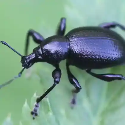 Foto von  (Otiorhynchus morio)