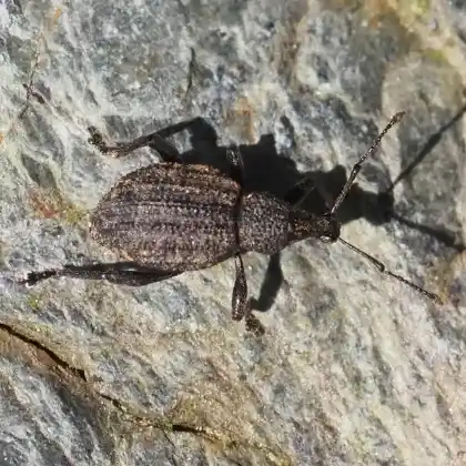 Foto von  (Otiorhynchus norici)